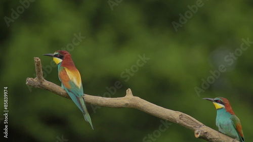 European roller landing on a same branch after the pair of Bee-eaters. photo