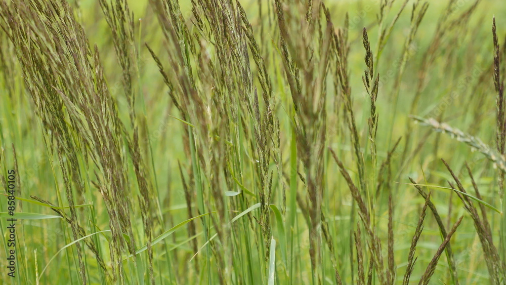 Green grass swaying in the wind, small depth of field Green grass swaying in the wind, small depth of field