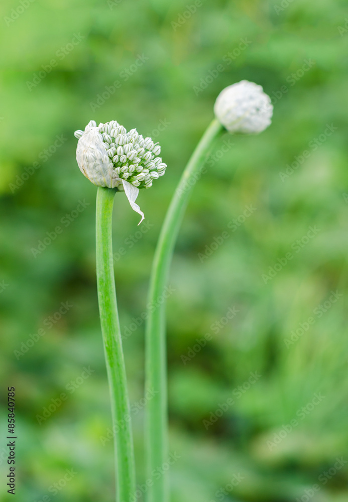 Garlic flower bud in the garden