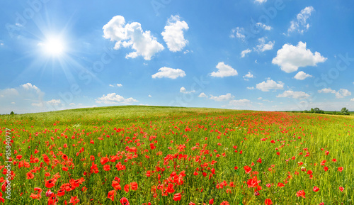 Poppy field