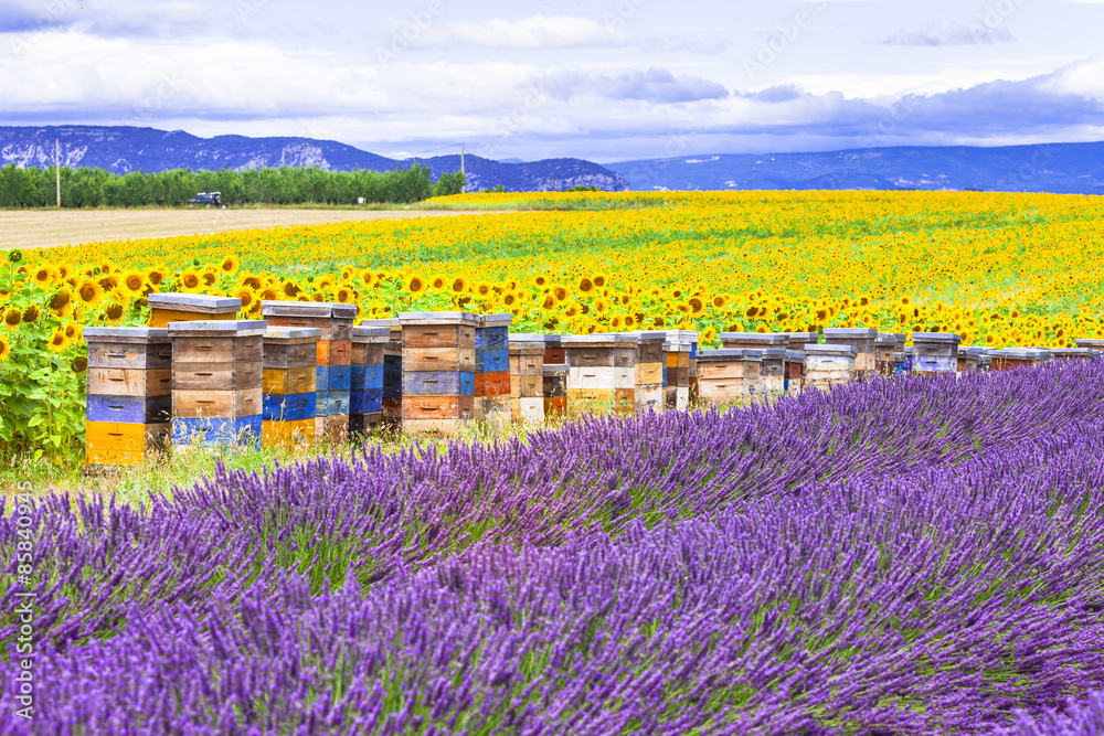 Fototapeta premium Authentic Provence Landscape with Colorful Beehives between Lavender Rows and Sunflowers Field, French Countryside Aesthetic, Summer Agriculture Perspective, Valensole Plateau, Rural France Nature