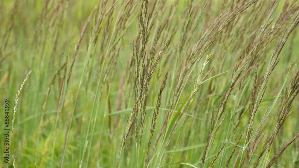 Green grass swaying in the wind, small depth of field Green grass swaying in the wind, small depth of field