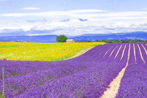Fototapeta Naklejka Na Ścianę i Meble -  violet fields of blooming lavander and sunflowers in Provence