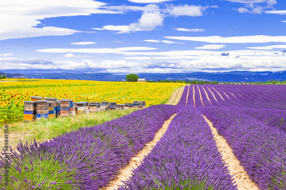 Fototapeta premium blooming lavander and sunflowers in Provence, France