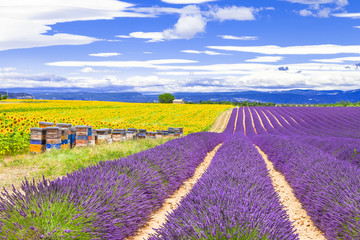 Gartenposter Lavendelblüten blühender Lavendel und Sonnenblumen in der Provence, Frankreich  © Freesurf