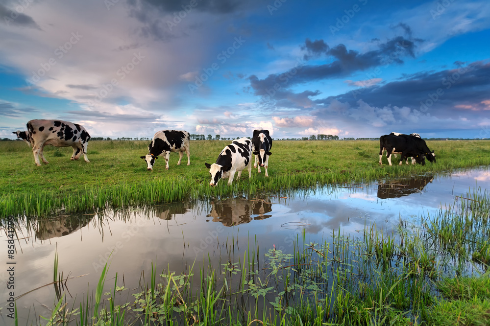 few cows grazing on pasture by river - obrazy, fototapety, plakaty 