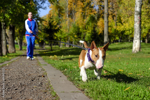 Young attractive sport girl jogging with dog on gravel path in sunny autumn park; bull terrier with collar and leash; selective focus 