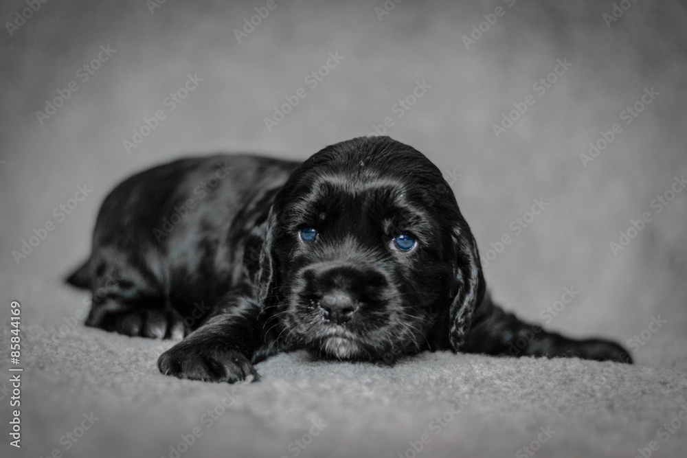 Obraz premium Adorable 4 week old cocker spaniel puppies
