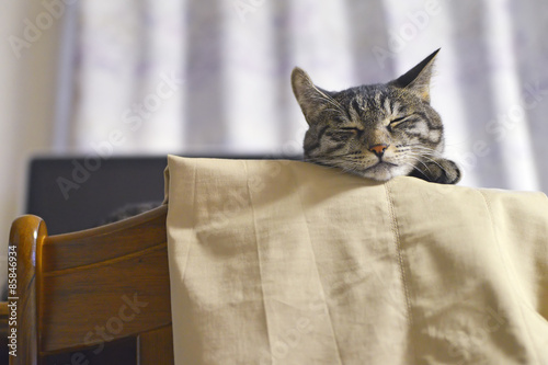 Fototapeta Naklejka Na Ścianę i Meble -  われ関せず　マイペースな猫
