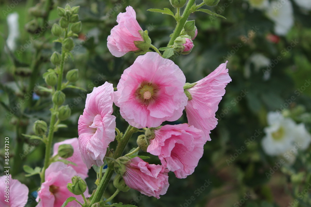 ピンクの花 ピンクの花