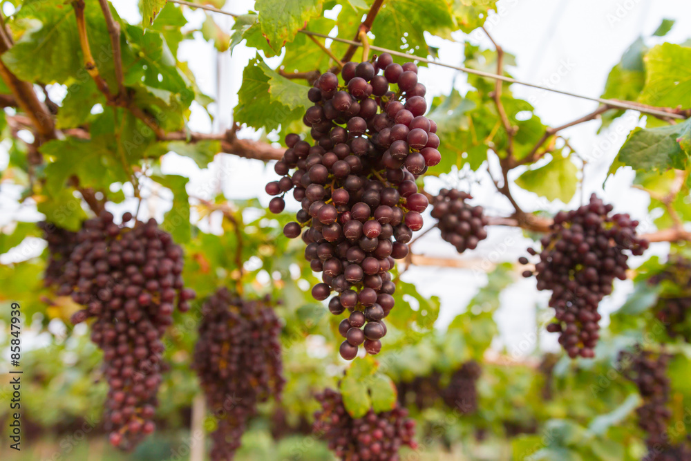 Fresh organic grape on vine branch