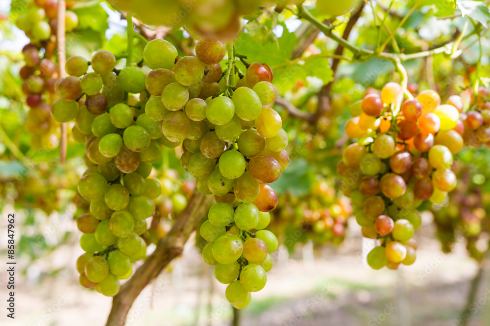 Fresh organic grape on vine branch