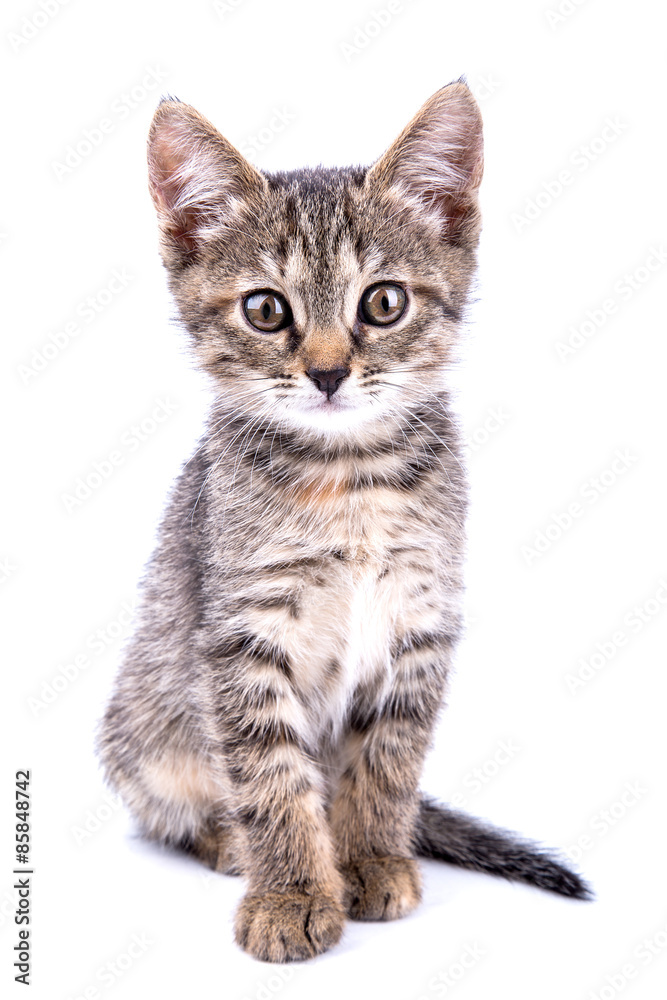 Small gray kitten look at camera isolated on white background