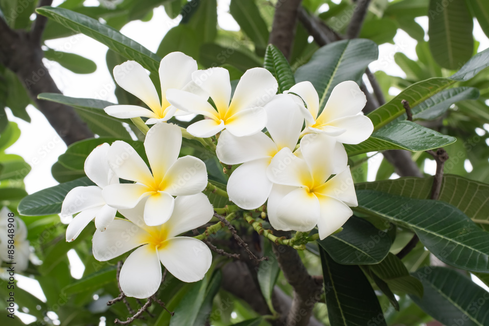 Plumeria