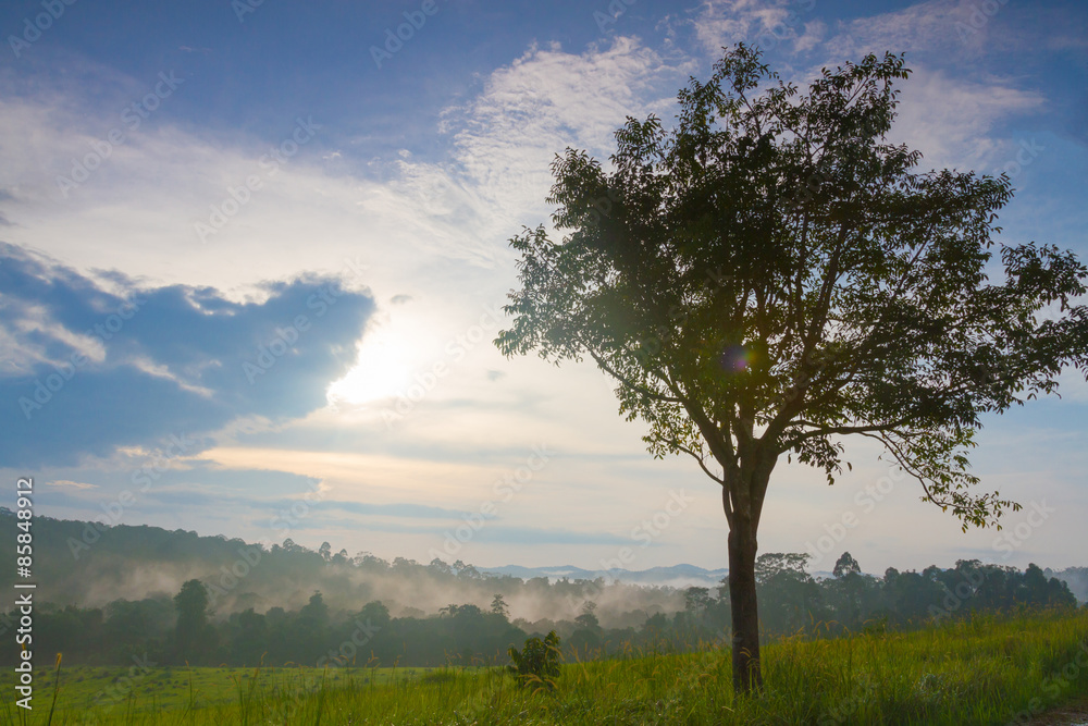 Fototapeta premium The big lonely tree on a green meadow against the cloudy blue sky. 