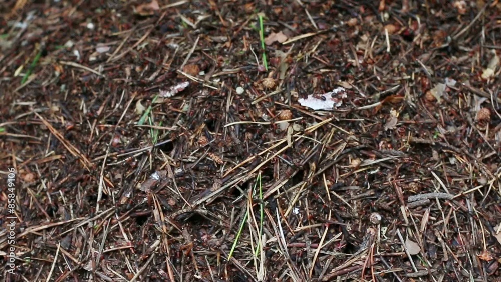 Lots of wood red ants crawls near anthill in search of building material
Lots of wood red ants crawls near anthill in search of building material