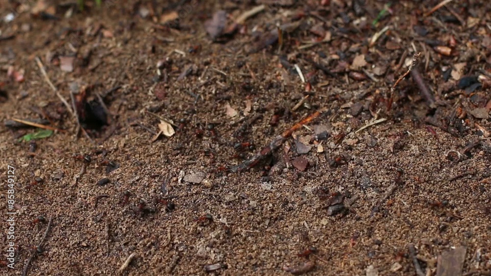 Lots of wood red ants creeps near anthill in search of building material
Lots of wood red ants creeps near anthill in search of building material