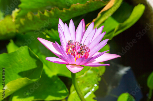 blossom lotus flower 