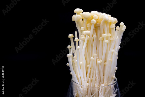  Golden needle mushroom