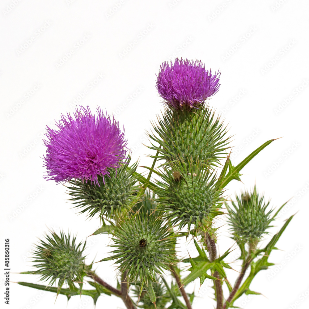 Mariendistel Mariendistel