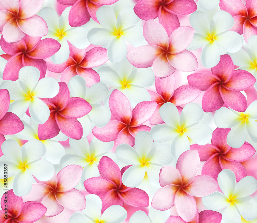 plumeria background plumeria background
