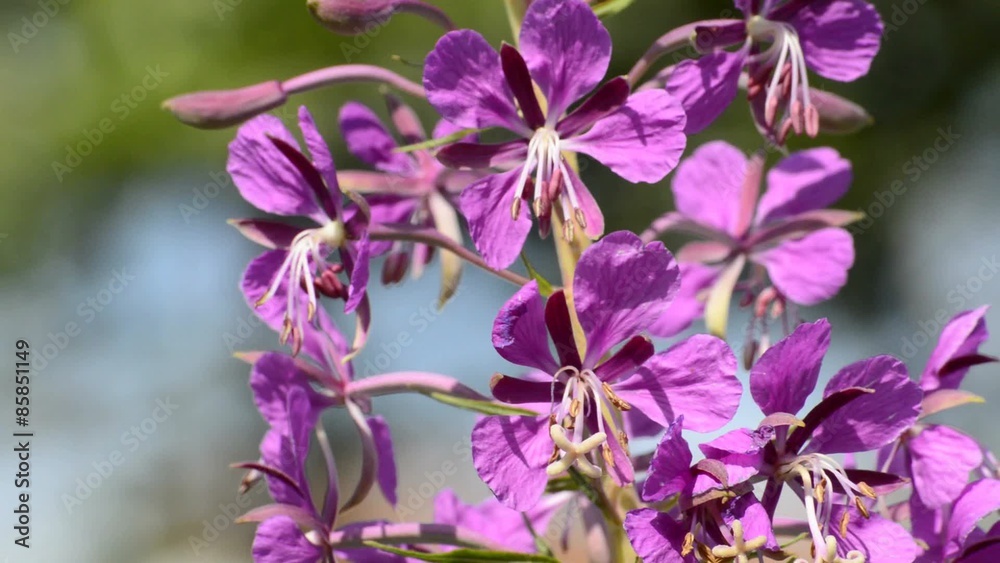 Schmalblättrige Weidenröschen,Epilobium angustifolium, Heilpflanze mit Blüte Schmalblättrige Weidenröschen,Epilobium angustifolium, Heilpflanze mit Blüte