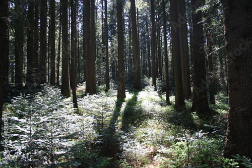 Wald Licht