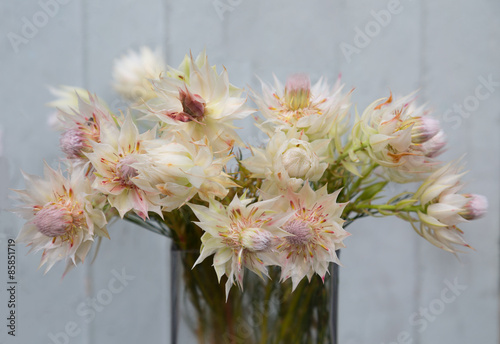 still life of blushing bride proten flowers ,grunge background photo