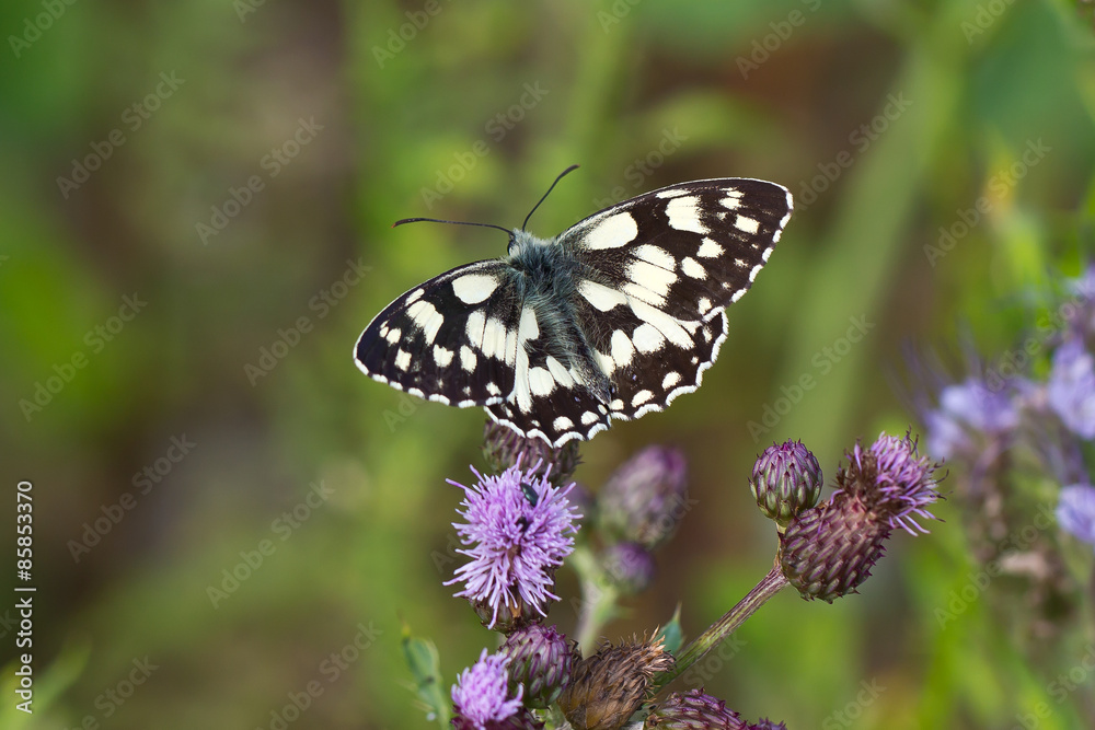 Butterfly / Melanargia galathea Butterfly / Melanargia galathea