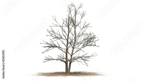 Korean Stewartia tree winter - isolated on white background