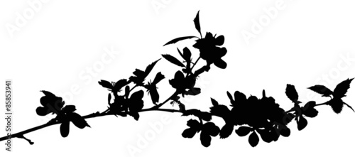 single spring black cherry branch silhouette with flowers
