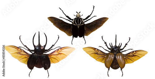 set of flying rhinoceros beetles isolated on white © Alexander Potapov