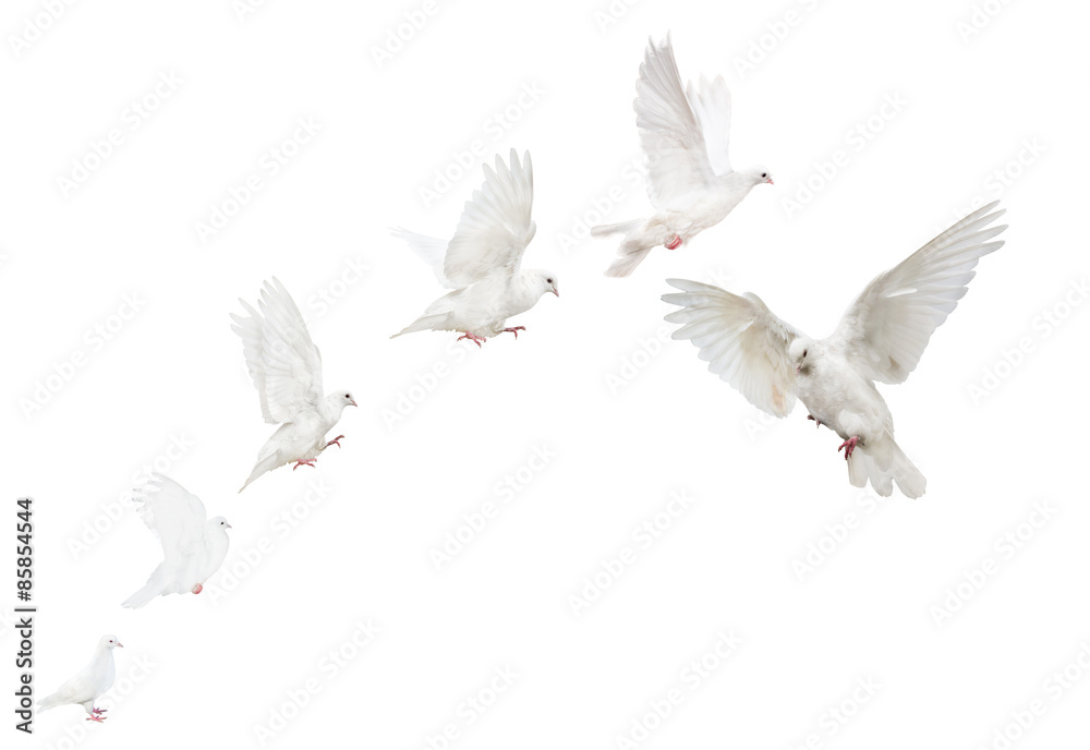 Obraz premium white isolated flying pigeons