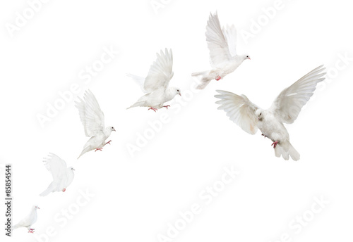 white isolated flying pigeons