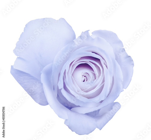 beautiful light blue rose bloom on white