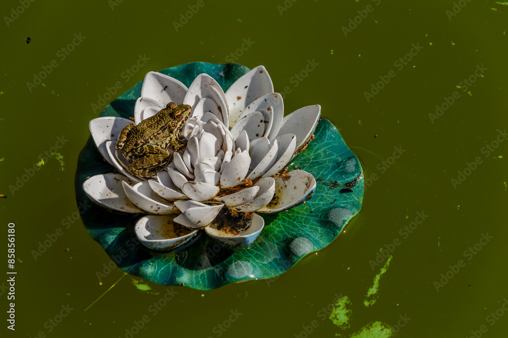 Fototapeta premium Frog sitting on the flower of the plastic waterlily 