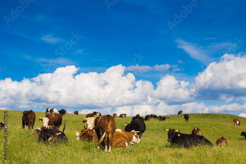 Tori e mucche nei verdi pascoli d'alta montagna