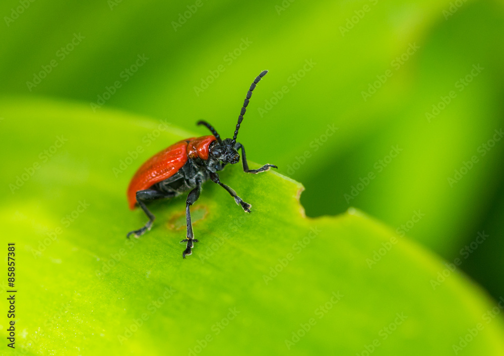 Red Lily Beetle Red Lily Beetle