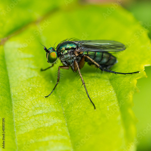 Dolichopus Species