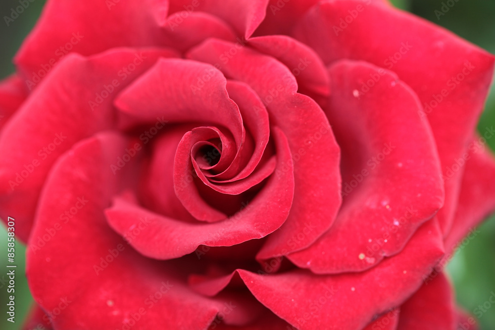Fine red rose Fine red rose