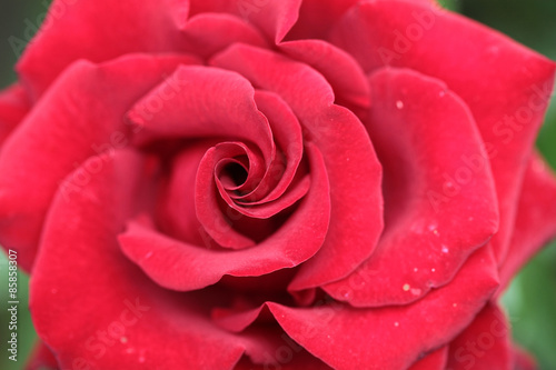 Fine red rose