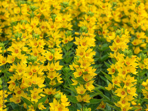 Gold-felberich photo