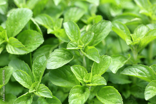 Mint leaves