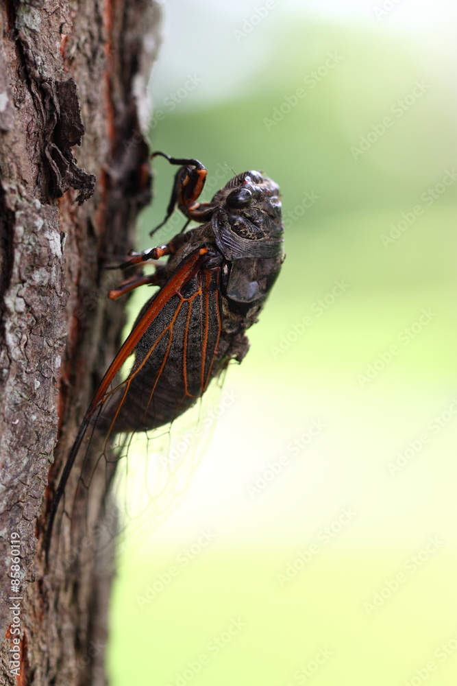 cicada/cicada holding on a tree