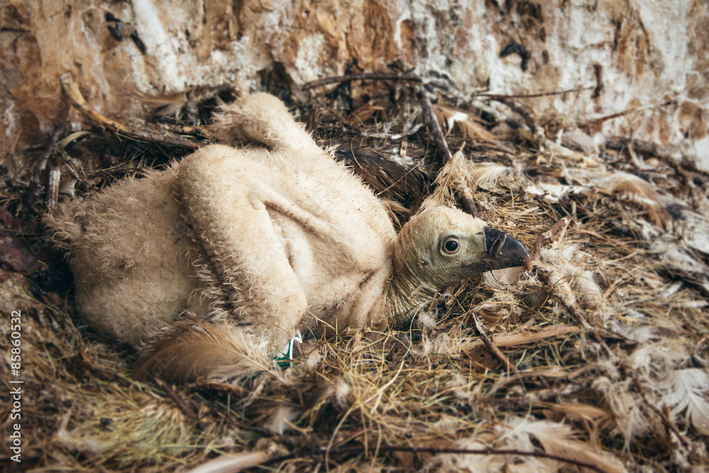 Fototapeta premium Vulture on its nest