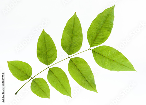 leaves on a white background