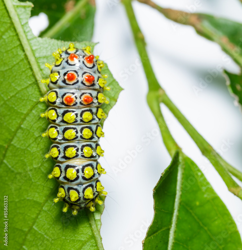 Caterpillar of Drury's Jewel moth on leaf photo