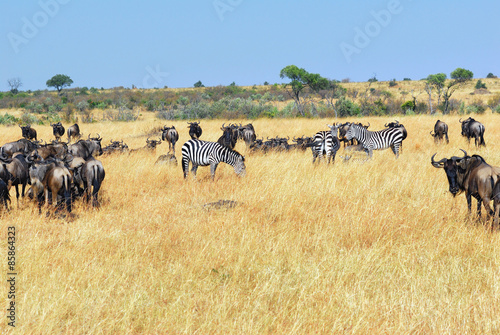 African wildlife © Oleg Znamenskiy