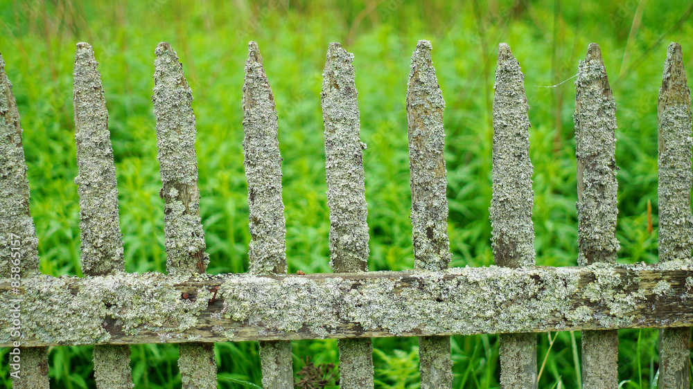 Old mossy fence Old mossy fence