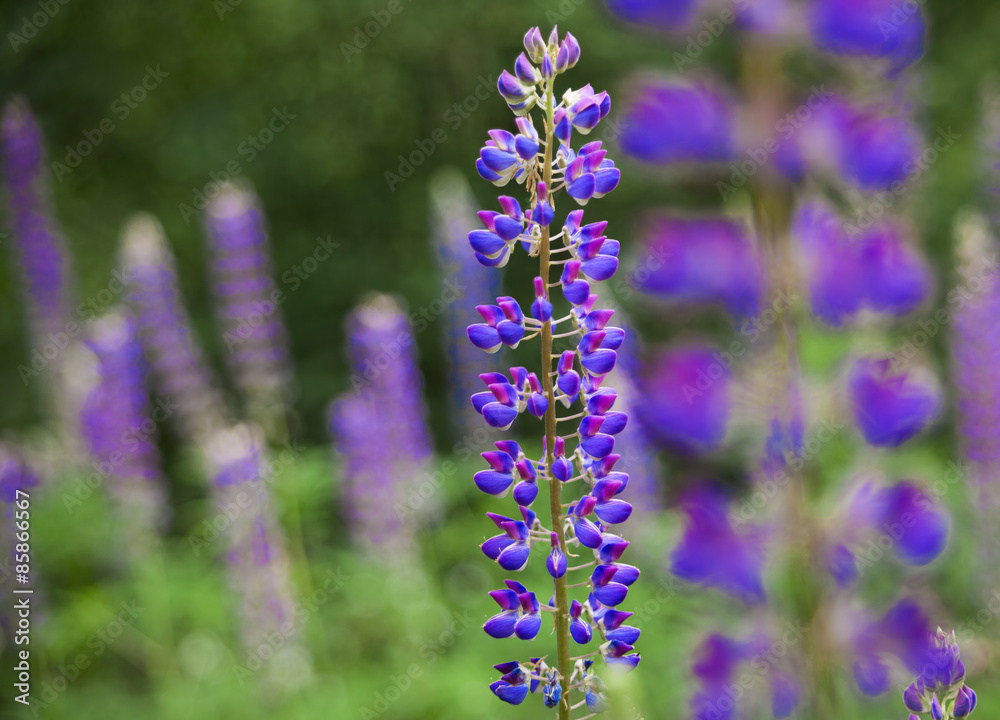 Fototapeta premium Field of Lupinus (lupin, lupine) near forest in sunny summer day